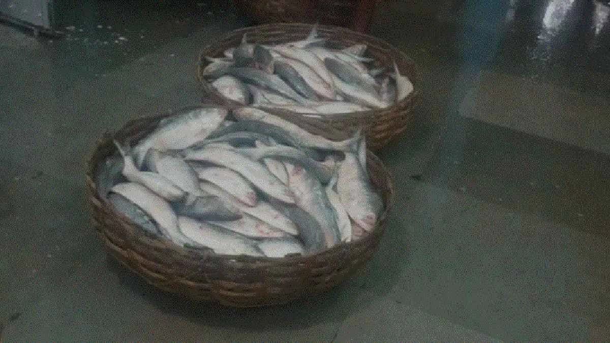 This year in monsoon season hilsa lovers are still unsatisfied with the test of this fish