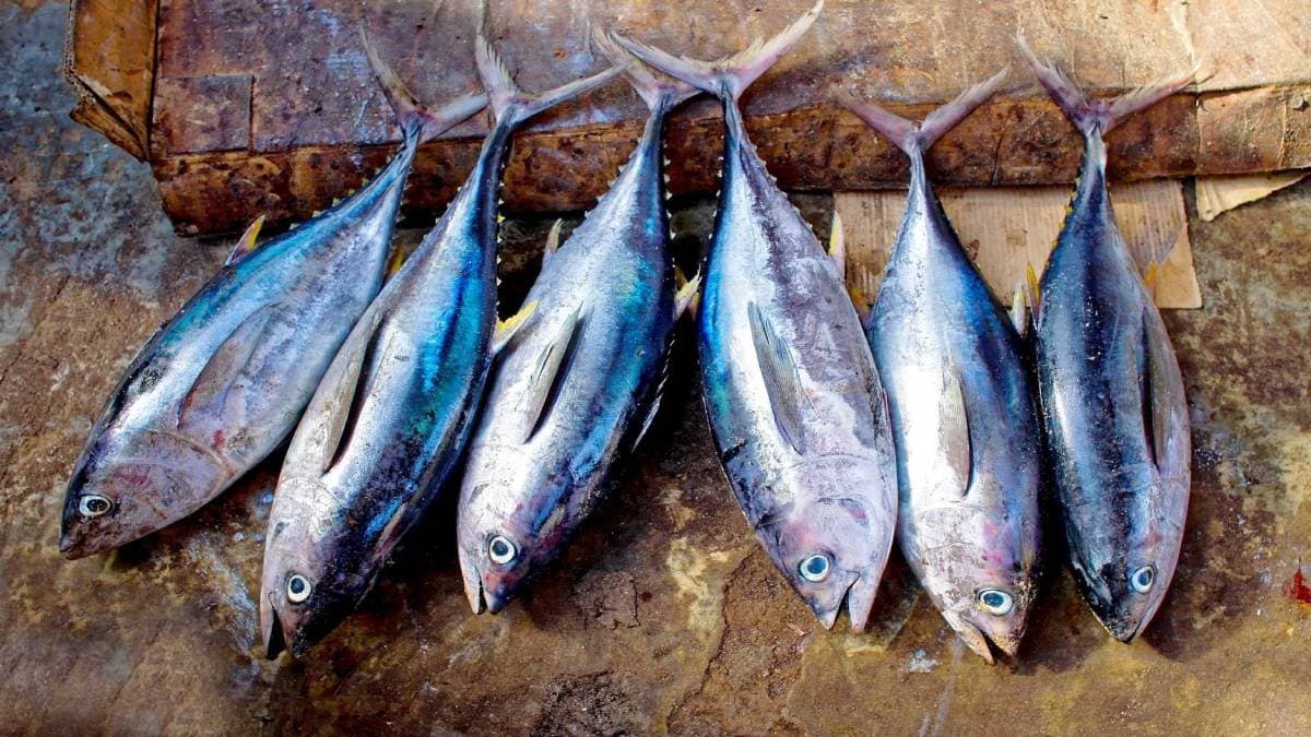 Tuna fish has a rich in minerals and calcium