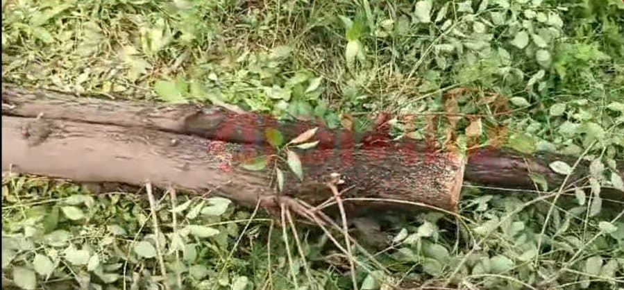 Purulia: আশ্রম থেকে চুরি চন্দন কাঠ, এক রাতে চারটি চন্দন গাছ কেটে পালাল দুষ্কৃতীরা