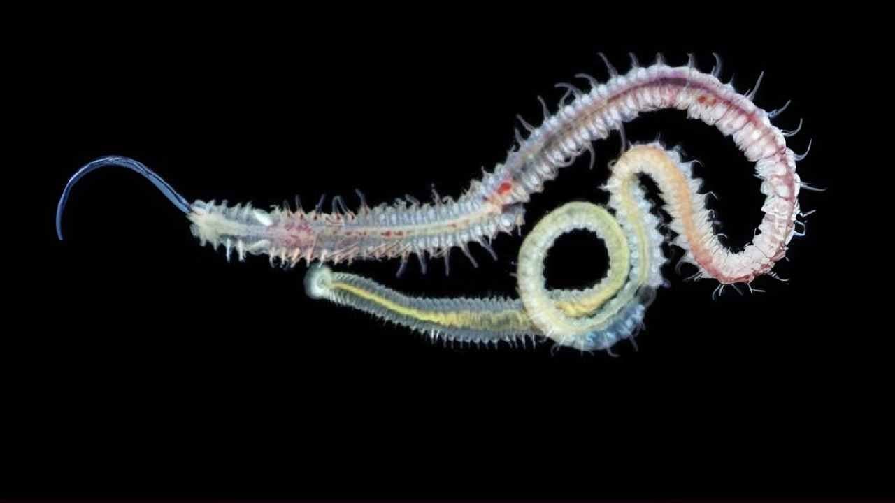 Evolution does not always mean change for Old oyster parasite