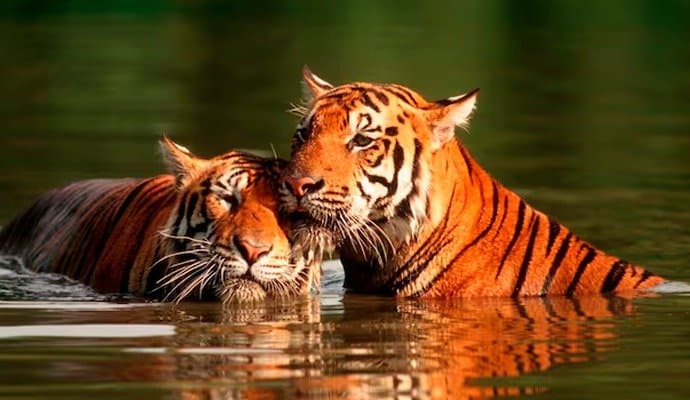 JIM CORBETT: জিম করবেট অভয়ারণ্যের গভীরে নিষিদ্ধ হল টাইগার সাফারি, নির্দেশ সুপ্রিম কোর্টের