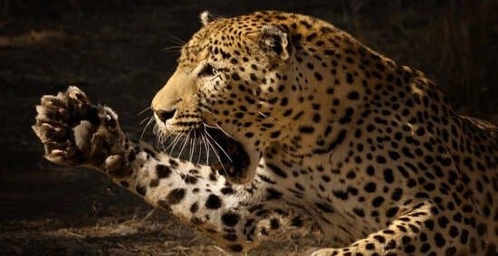 Eyewitnesses Say Ex-Soldier Killed Leopard With Bare Hands In UP's Bijnor