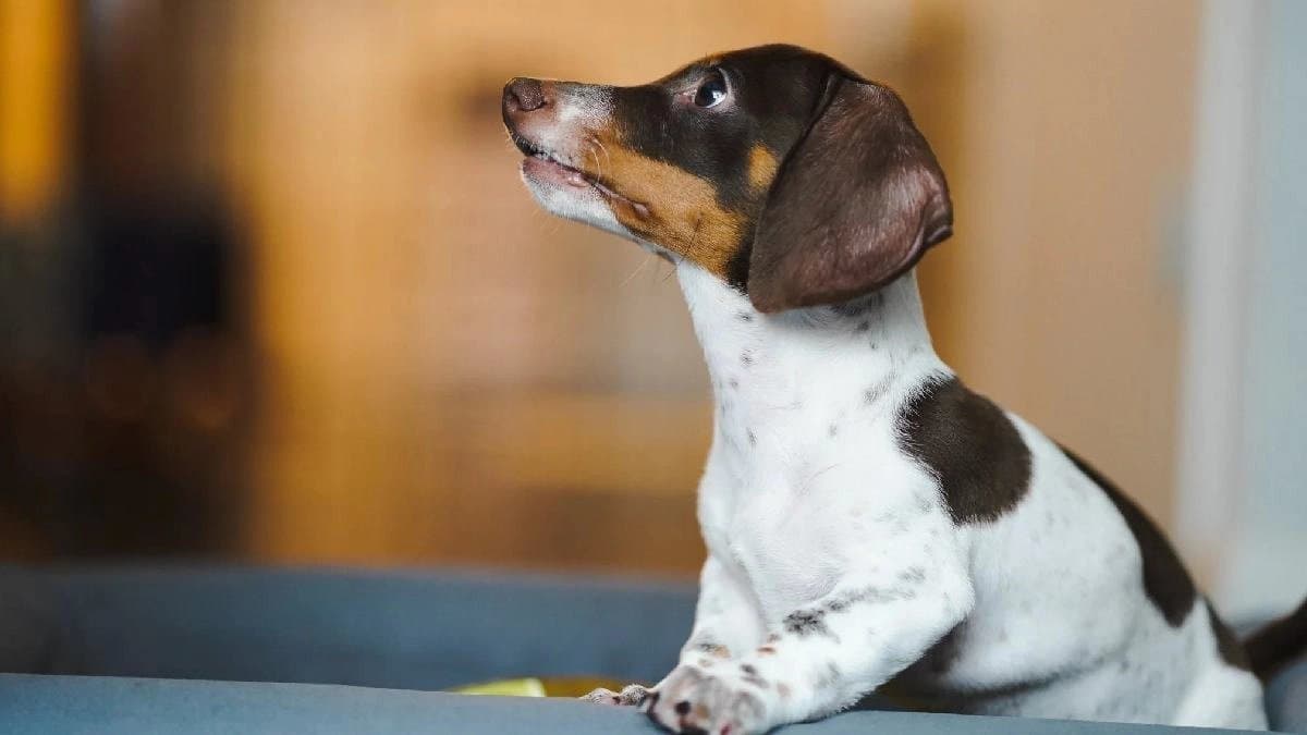 How to train a puppy you just bought