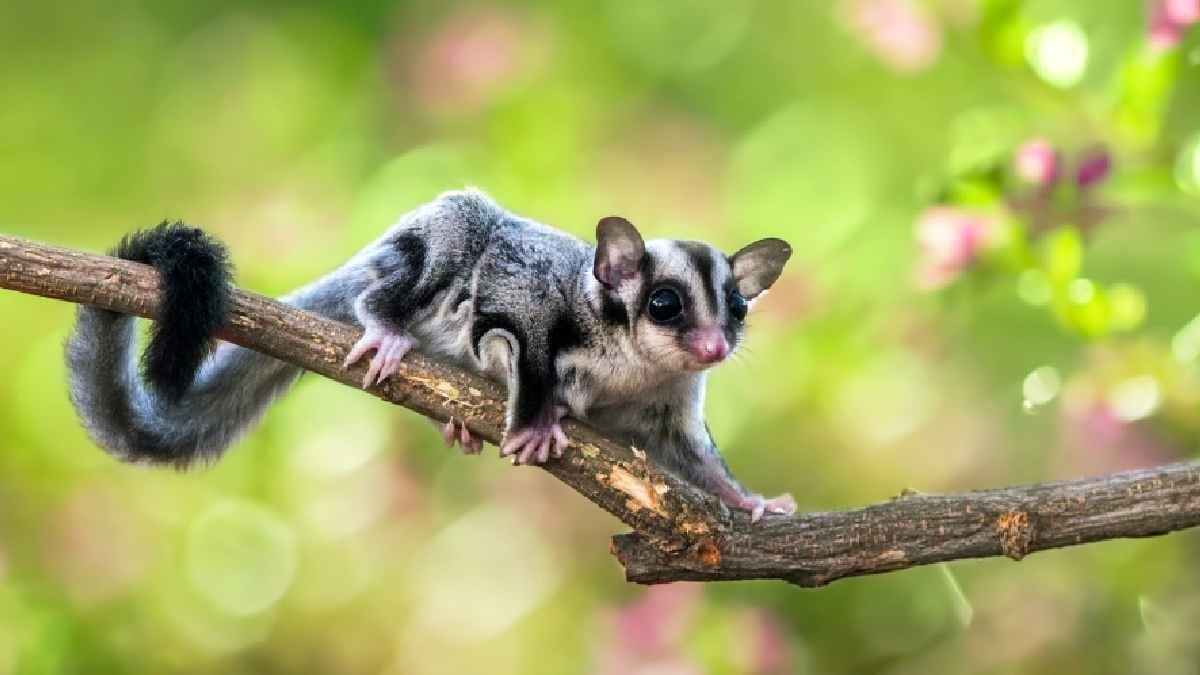 Ten animals that soar without wings and master the air