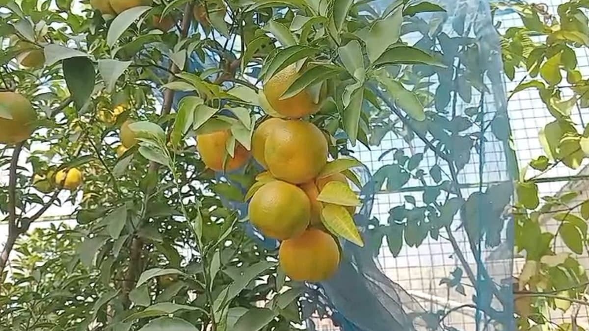 Soil for mango tree might help orange farming gnr