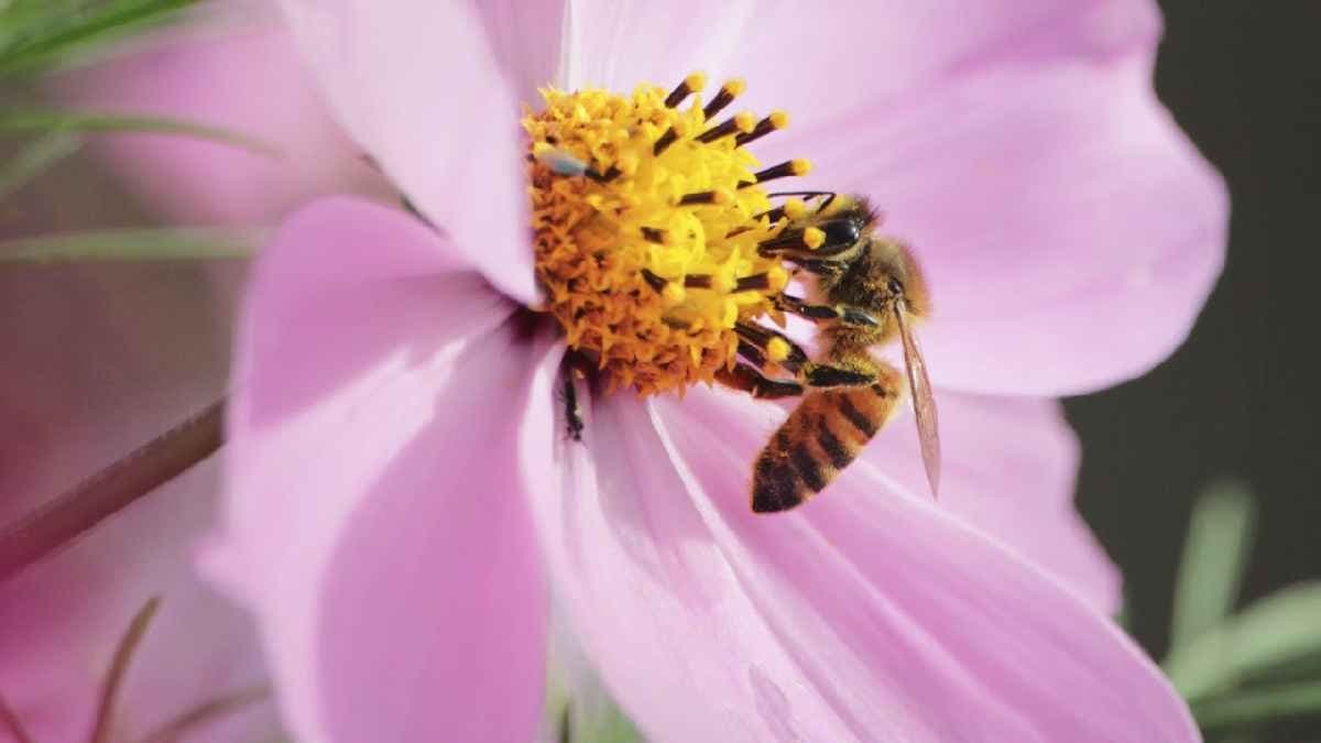 Flowers hear bee sounds and make sweeter nectar in response