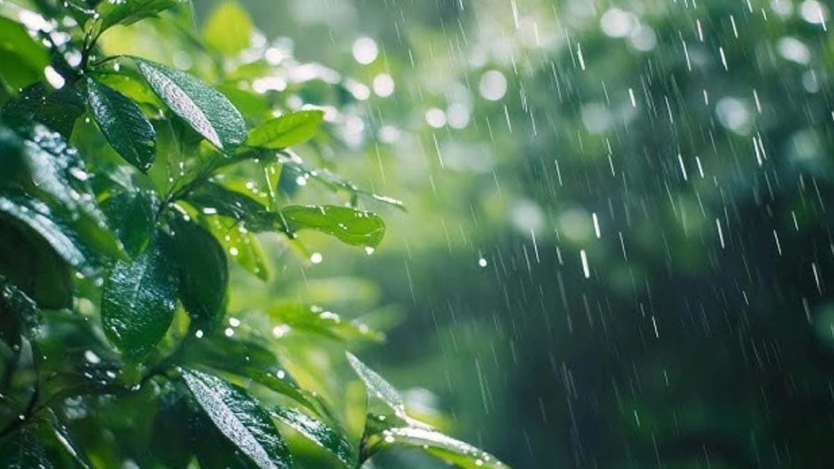 This rainy season crop can make you a millionaire