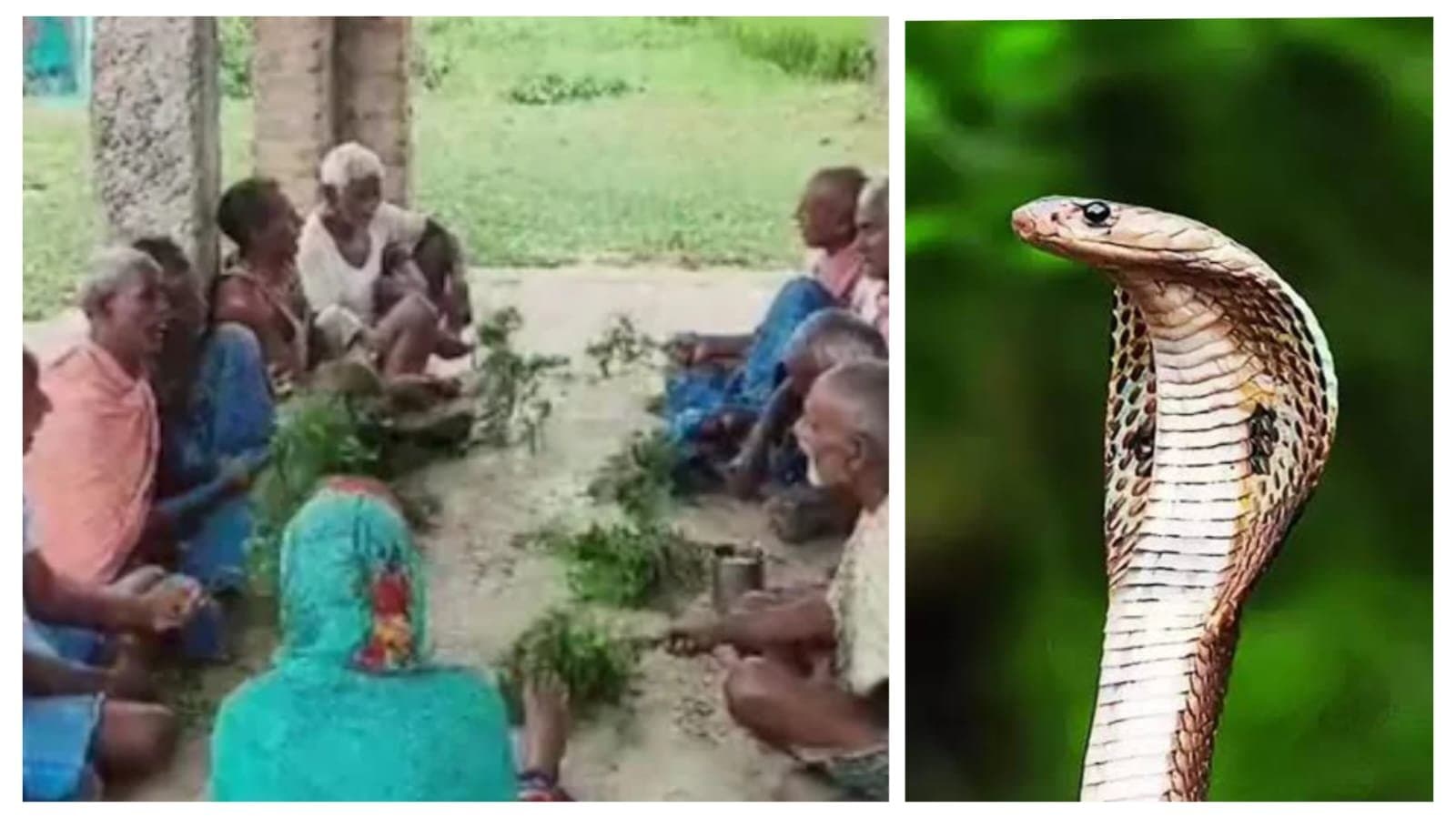 In Jharkhand's Godda, Villagers Treat Snakebite Using Neem Leaves_gnr