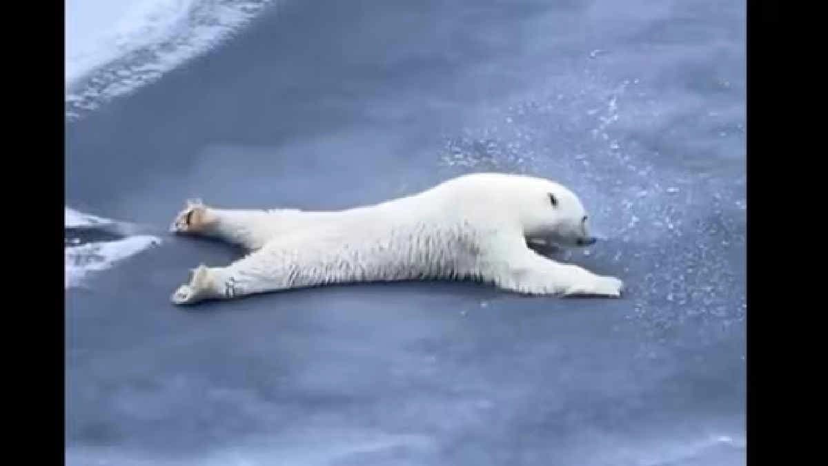 An old clip of a Polar Bear sliding across thin ice went viral