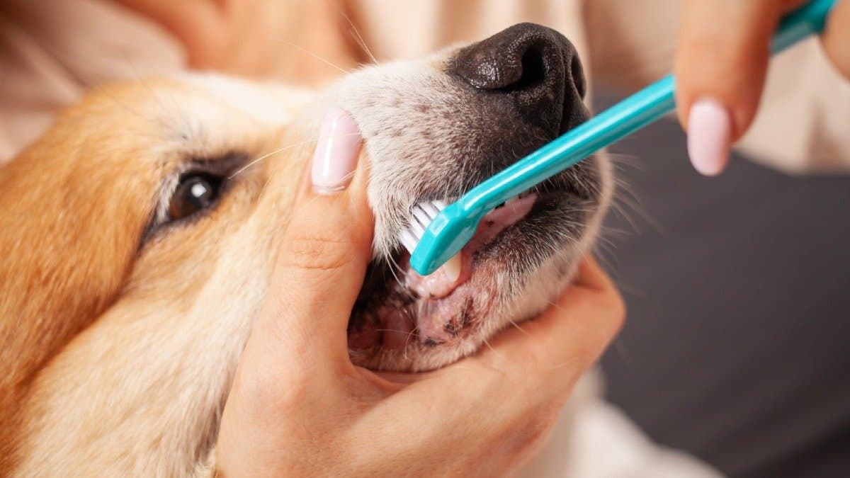 How to take care of your pet s teeth