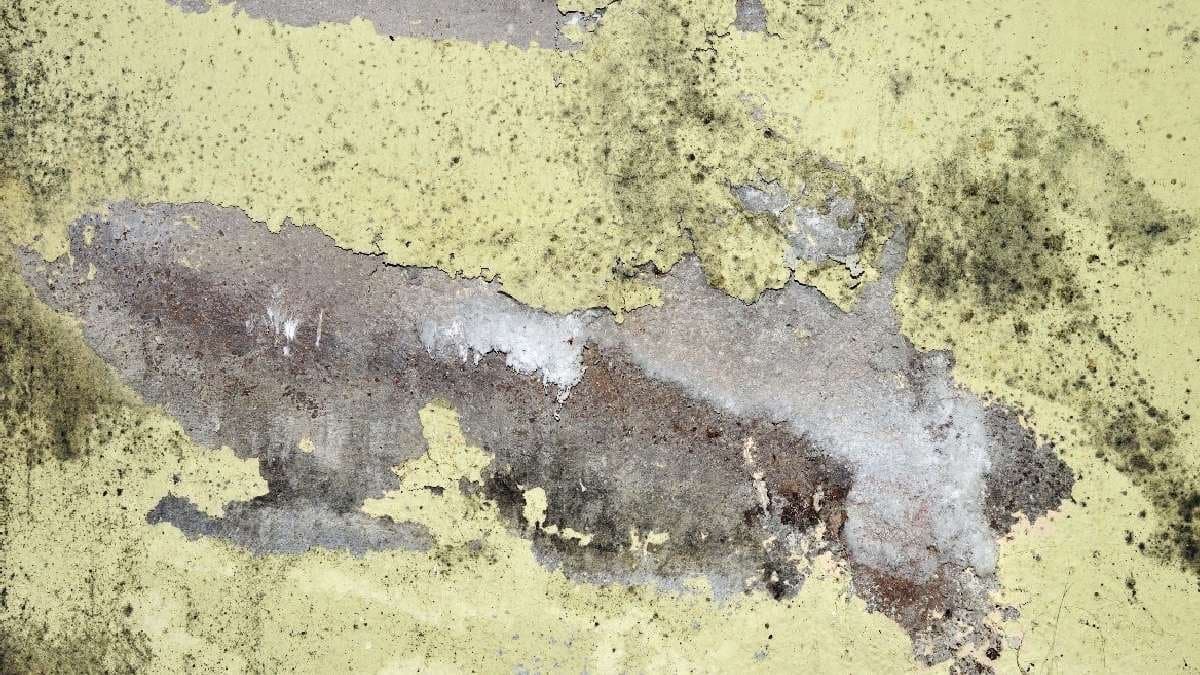 why the damp walls in your house are a health hazard and you should be worried gnr