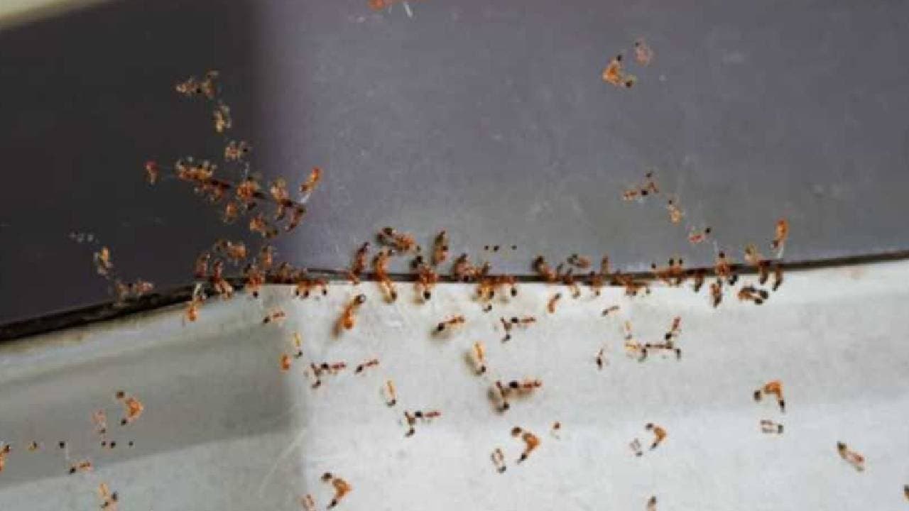 Twenty Five Year Telangana Woman Ends Her Life Over Her Fear Of Ants 