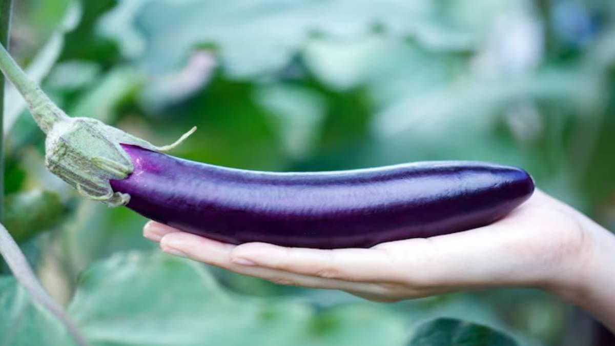 Amazing health benefits of egg plant
