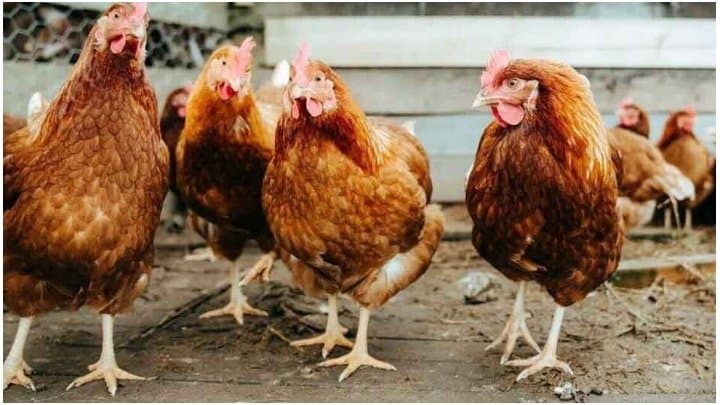 Scientists warn of potential new pandemic with rising H5N1 bird flu cases 