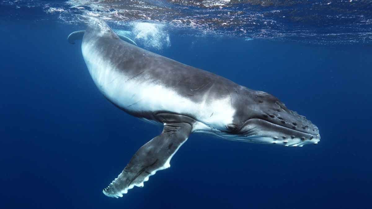 Whale urine is very important to life in the sea
