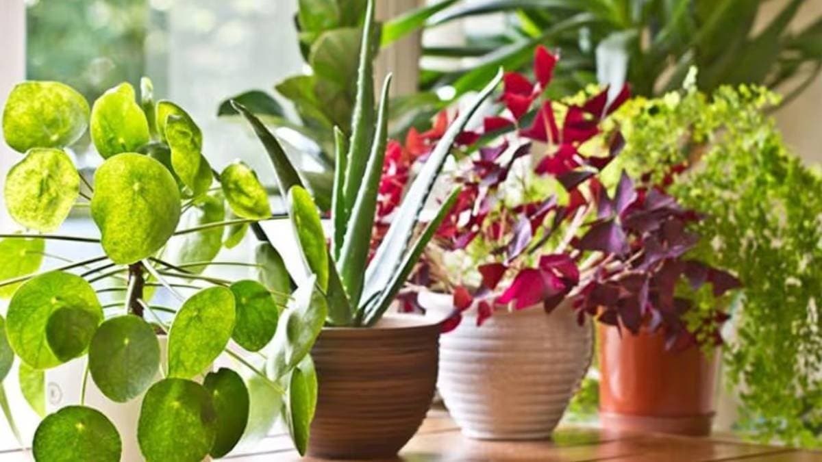 Vastu Tips by keeping these plants at home money and happiness come to your life