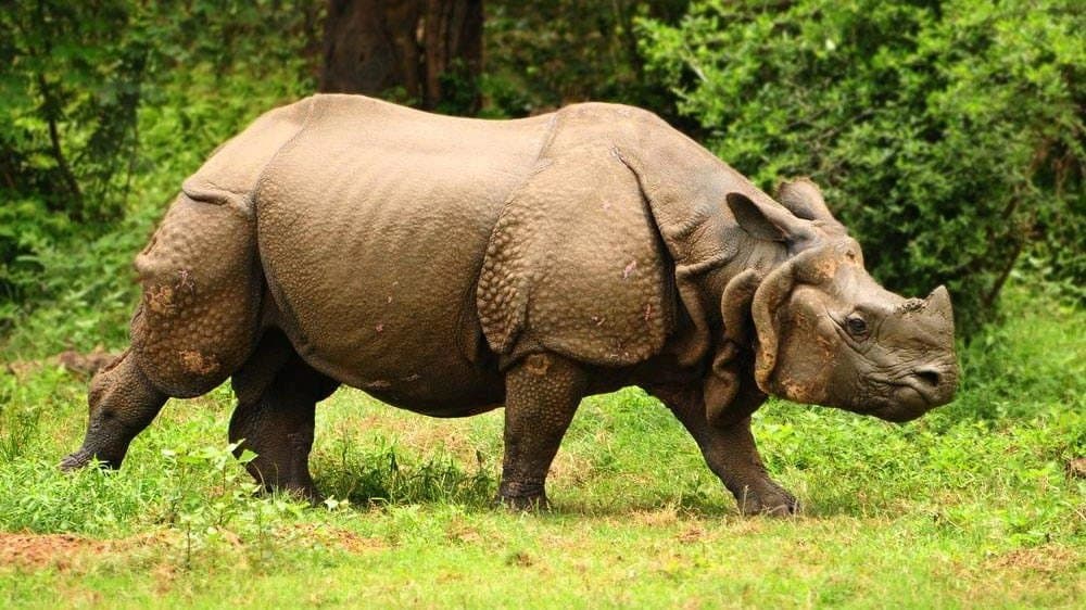 North Bengal rhino fears to come close with water because of latest flood 