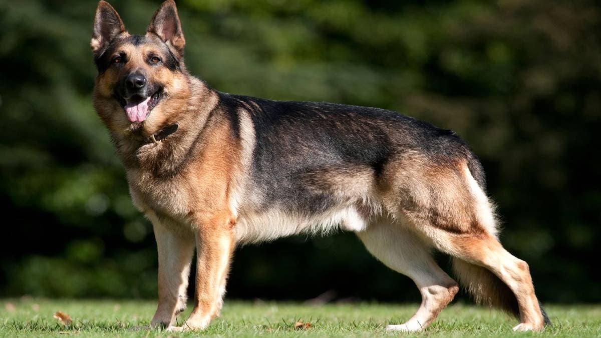 Dog dies fighting tiger to save owner in Madhya Pradesh Satna district