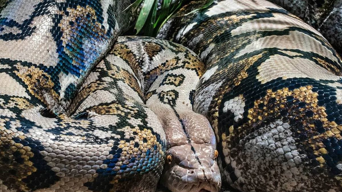 Python hitches 98-km ride from UP to Bihar hidden in truck engine