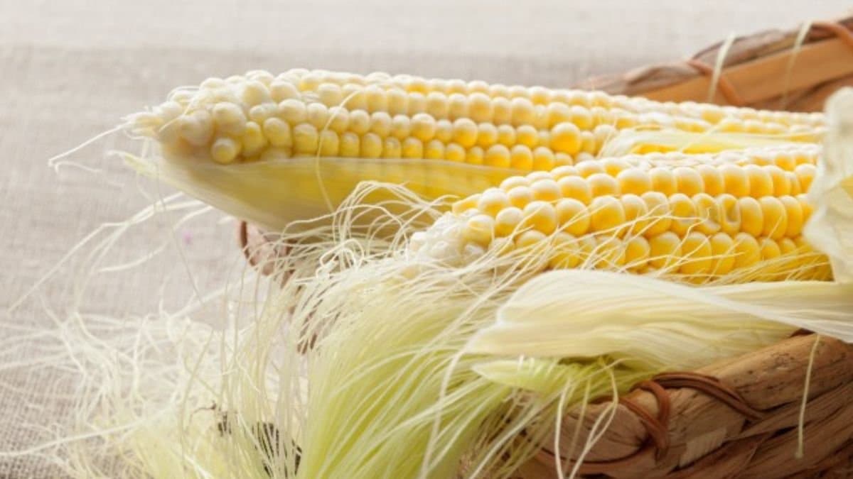 Healh tips benefits of corn silk