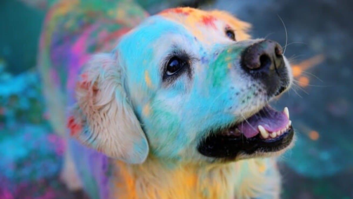 Holi 2025 these tips help to keep your pets safe during Holi celebrations