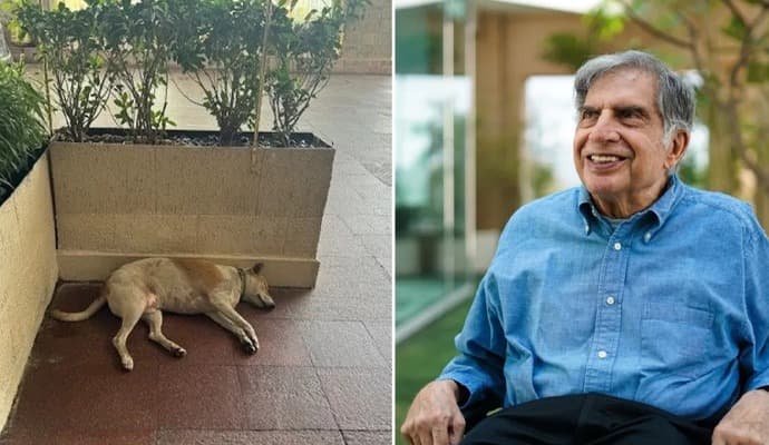 Ratan Tata: পথকুকুরের জন্য রক্ত চাইলেন রতন টাটা, মিলল ডোনারও