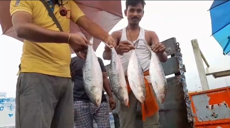 Hilsa Cheers before Durga Puja Bangladeshi hilsa enters gnr