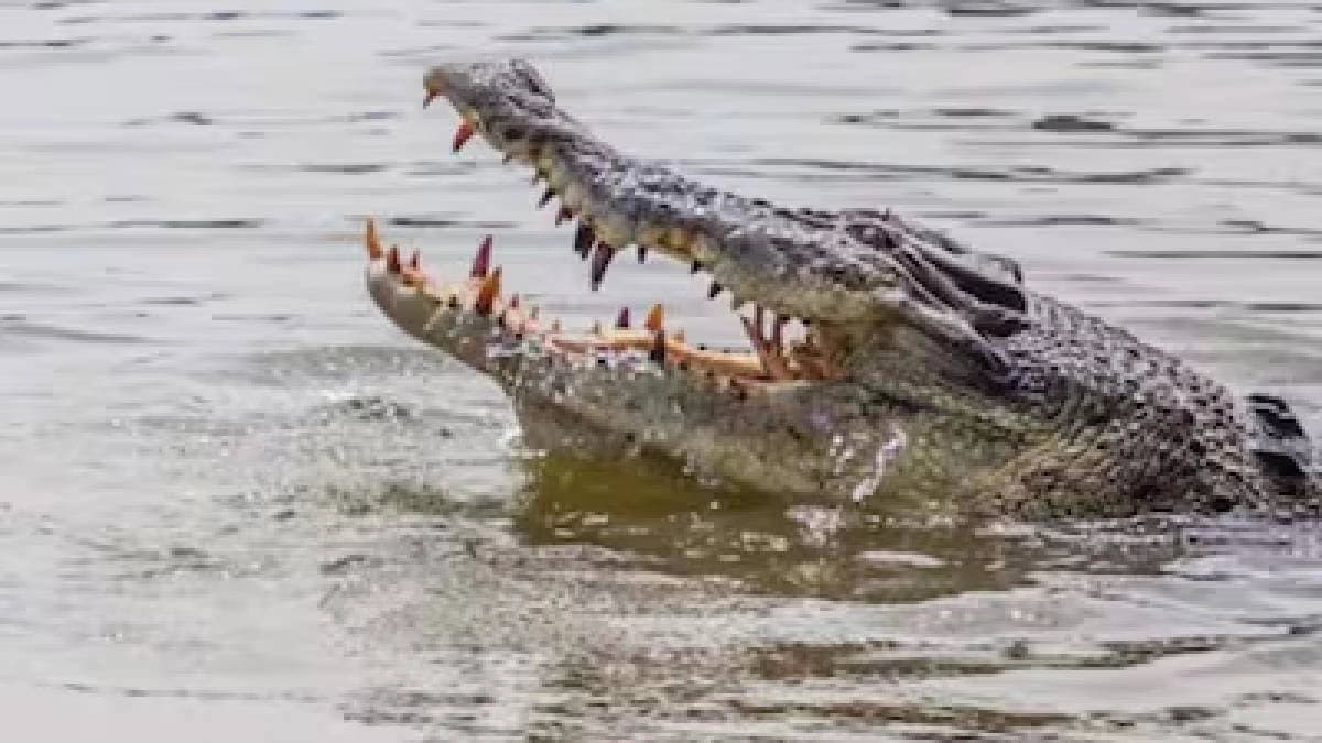 UP Woman Fights With Crocodile To Save Son