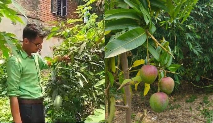 Hooghly: বাড়ির বাগানে ব্যানানা ম্যাঙ্গো, আমেরিকান কেন্ট সহ ২৫ প্রজাতির আমের সমাহার