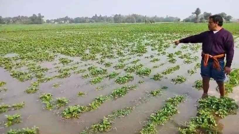 Hooghly Potato field under water after dvc released water gnr 