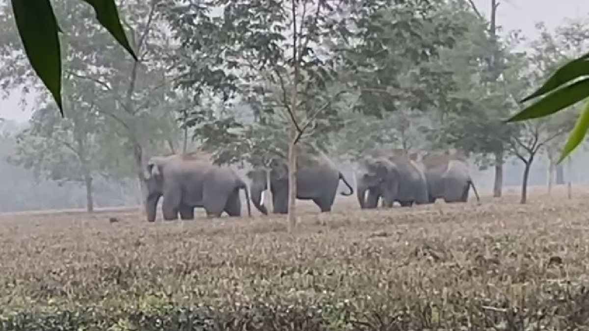 Tea garden workers run away on seeing herd of elephants in the garden gnr