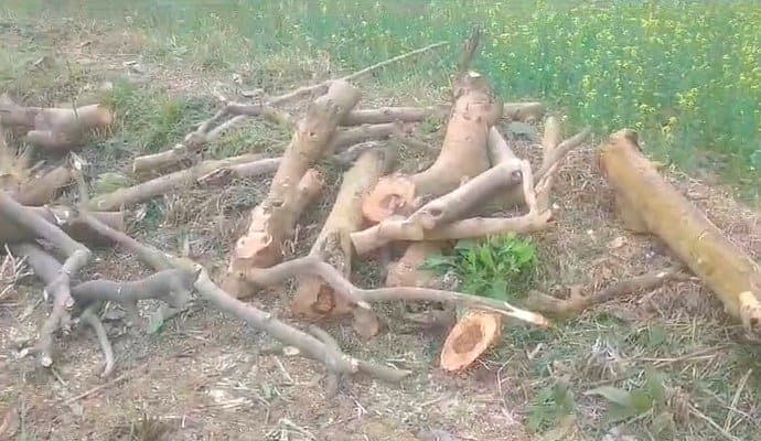 রাতের অন্ধকারে সরকারি জমি থেকে বেআইনিভাবে কেটে নেওয়া হল প্রায় ১০০ টি গাছ 