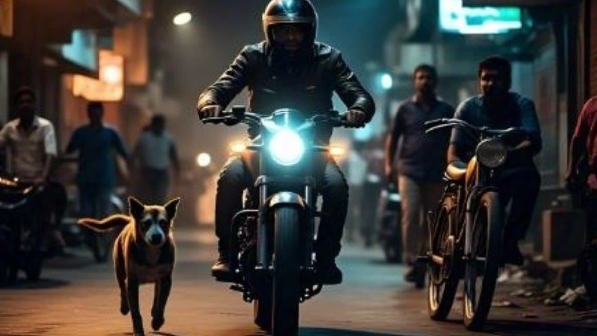 why do street dogs chase vehicles at night the reason is not what you think lif
