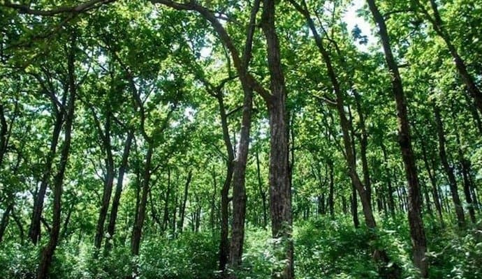 Odisha: গুগল ম্যাপের ভরসায় ওড়িশার জঙ্গলে আটকে পাঁচ বন্ধু, ১১ ঘণ্টা পর উদ্ধার