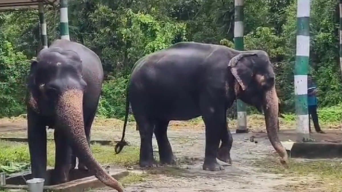 Elephants are worshipped on Viswakarma puja day in Dooars