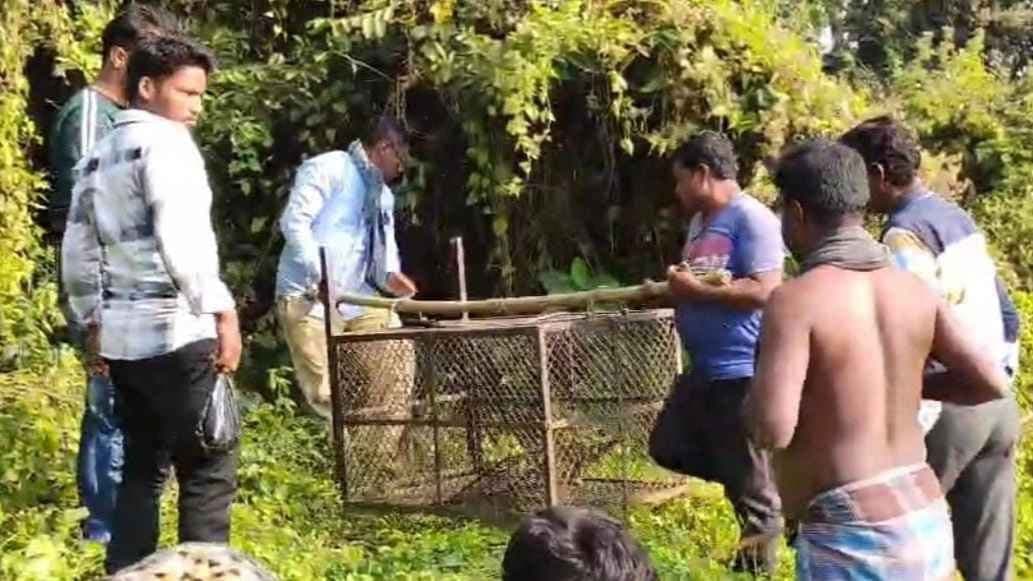 Tiger scare at howrah forest department set cage gnr 