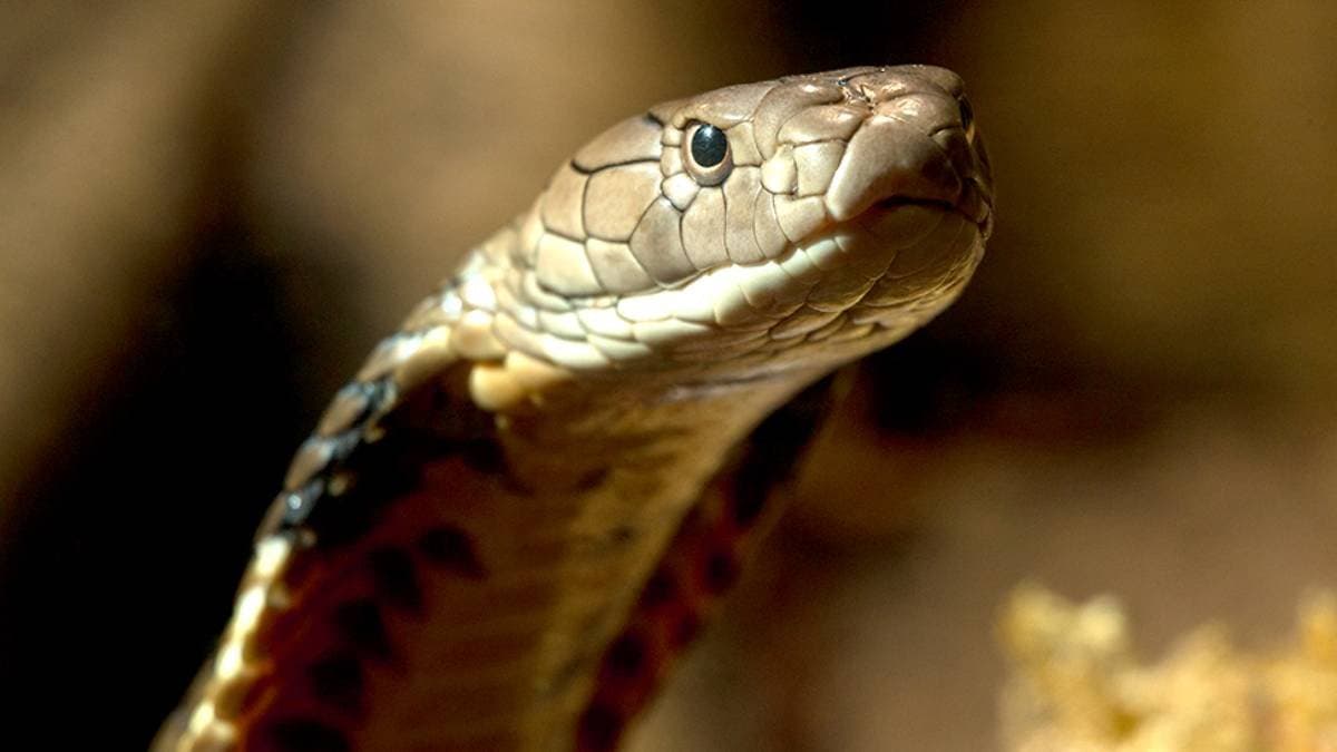 Eight hidden facts about snakes