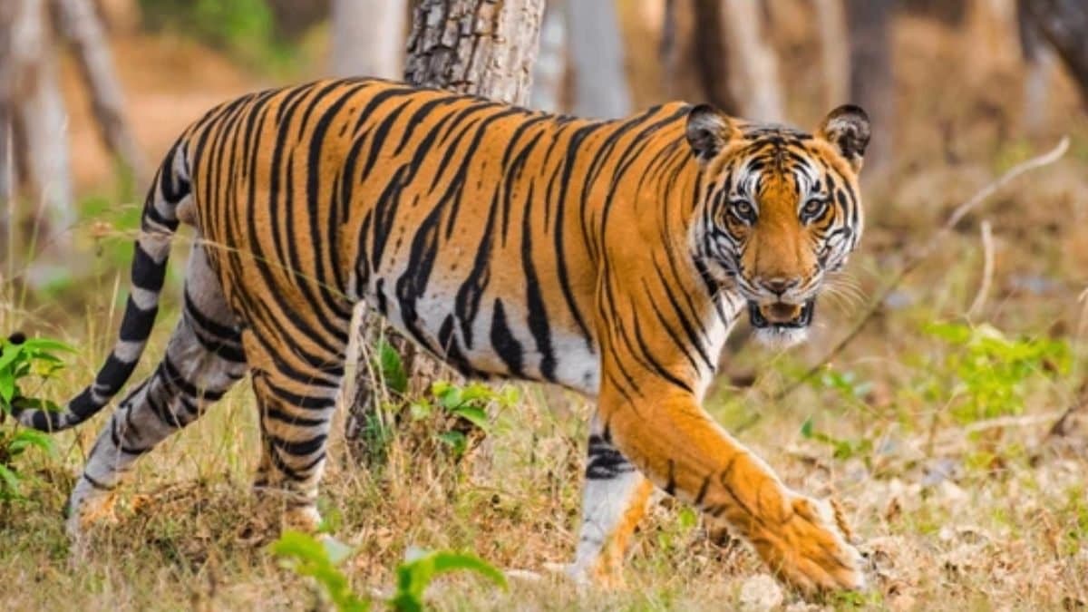 Fisherman attacked by tiger died gnr 