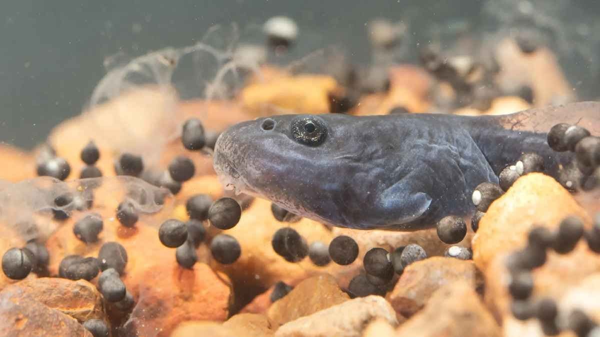 Cane toad egg to prevent a hatching growing past the Tadpole stage
