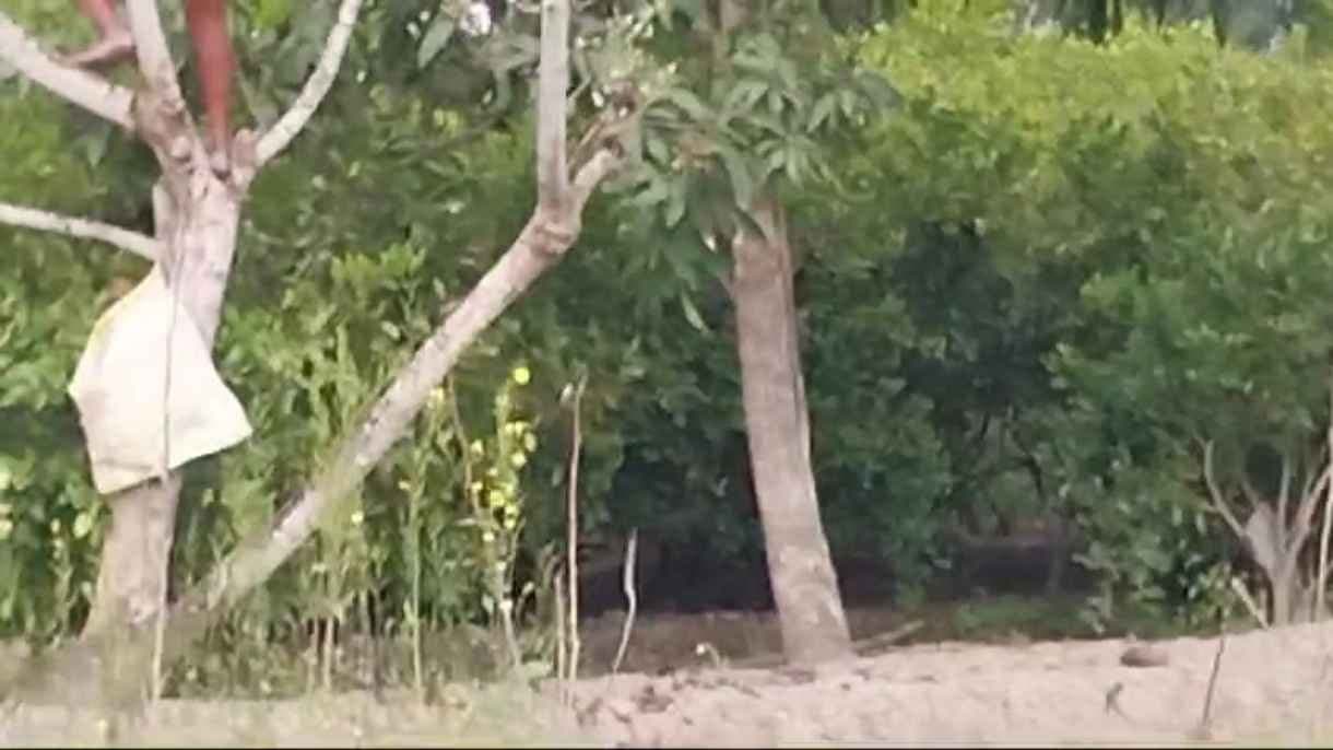 Sundarban tiger hide in a field forest department starts cordoning the area gnr 