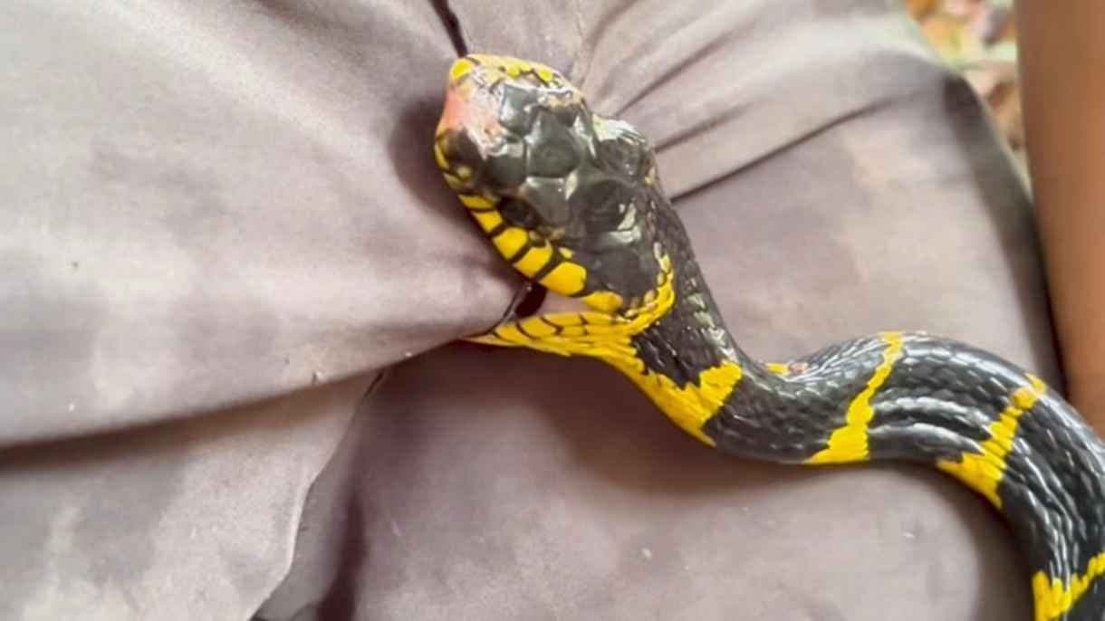 Snake Bites Indonesian Influencers Private Parts gnr 