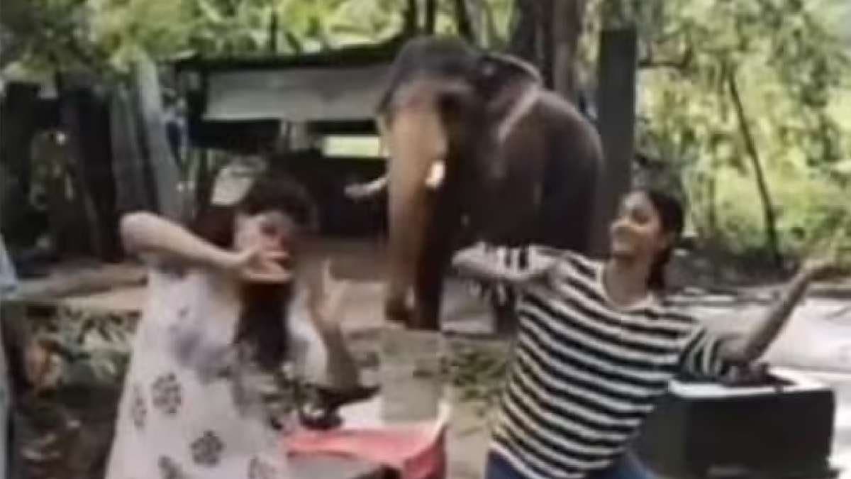 Elephant dance viral video gains over 7 lakh views netizens say Its not vibing gnr