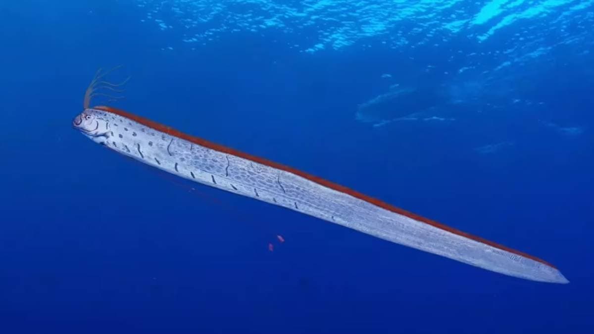 Rare doomsday fish floated at Tamil Nadu coast