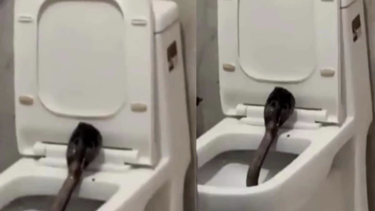 Man Spots Giant Cobra in Hotel Bathroom Spine Chilling Video From Rajasthan 