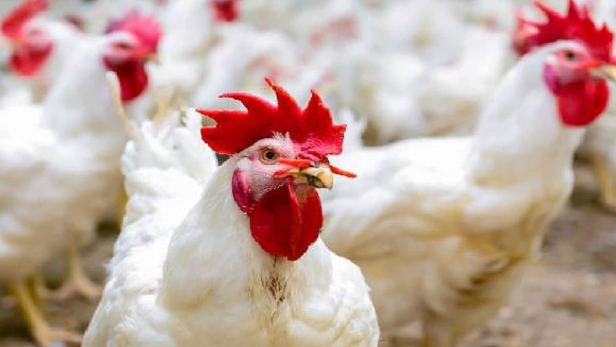 Bird flu update Andhra Pradesh govts issue norms for safe consumption of eggs chiken gnr 