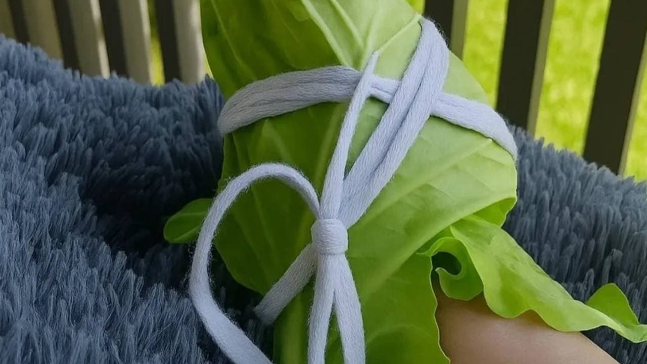 Wrapping your leg in cabbage can relieve joint pain arthritis inflamation and swelling 