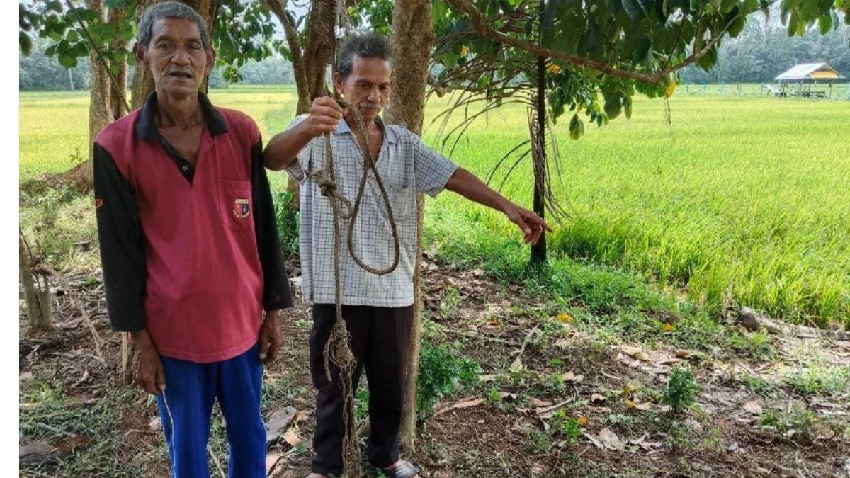 MAn fatally dies after pet cow gores him