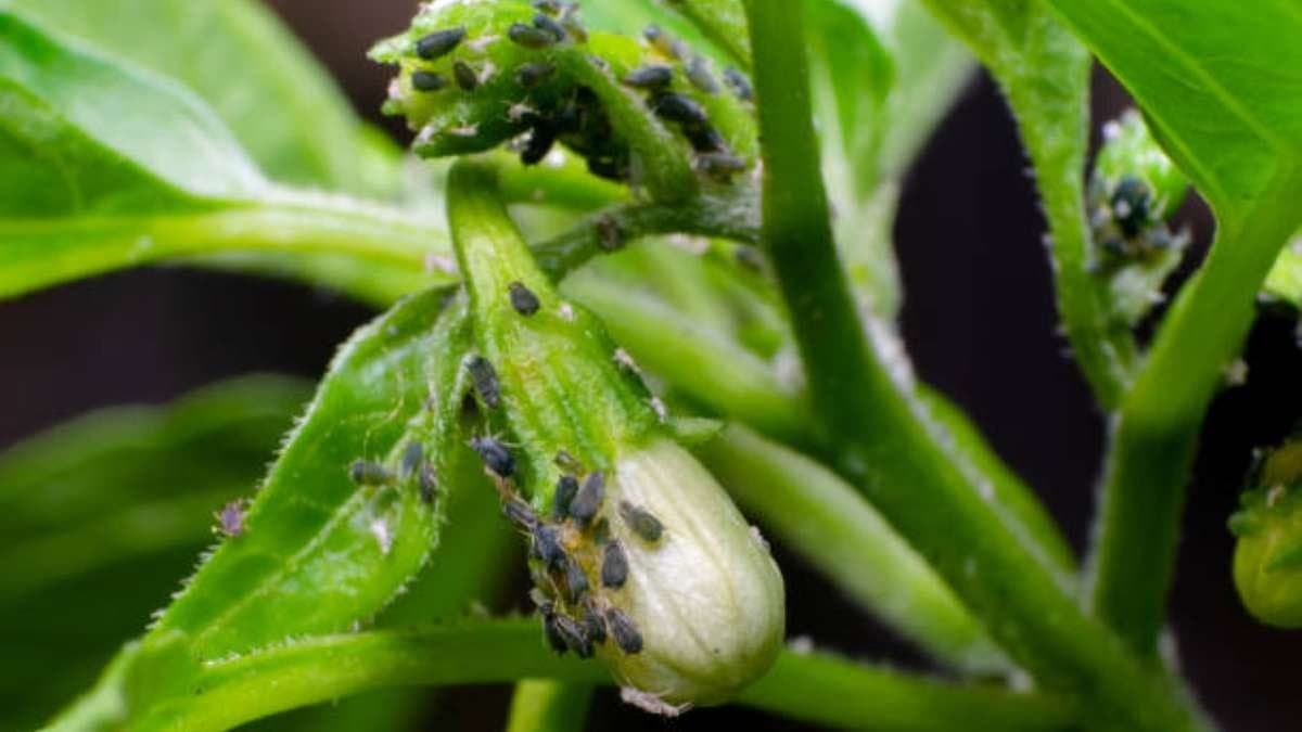 By these all tricks you can improve the process growth of chilli trees lif