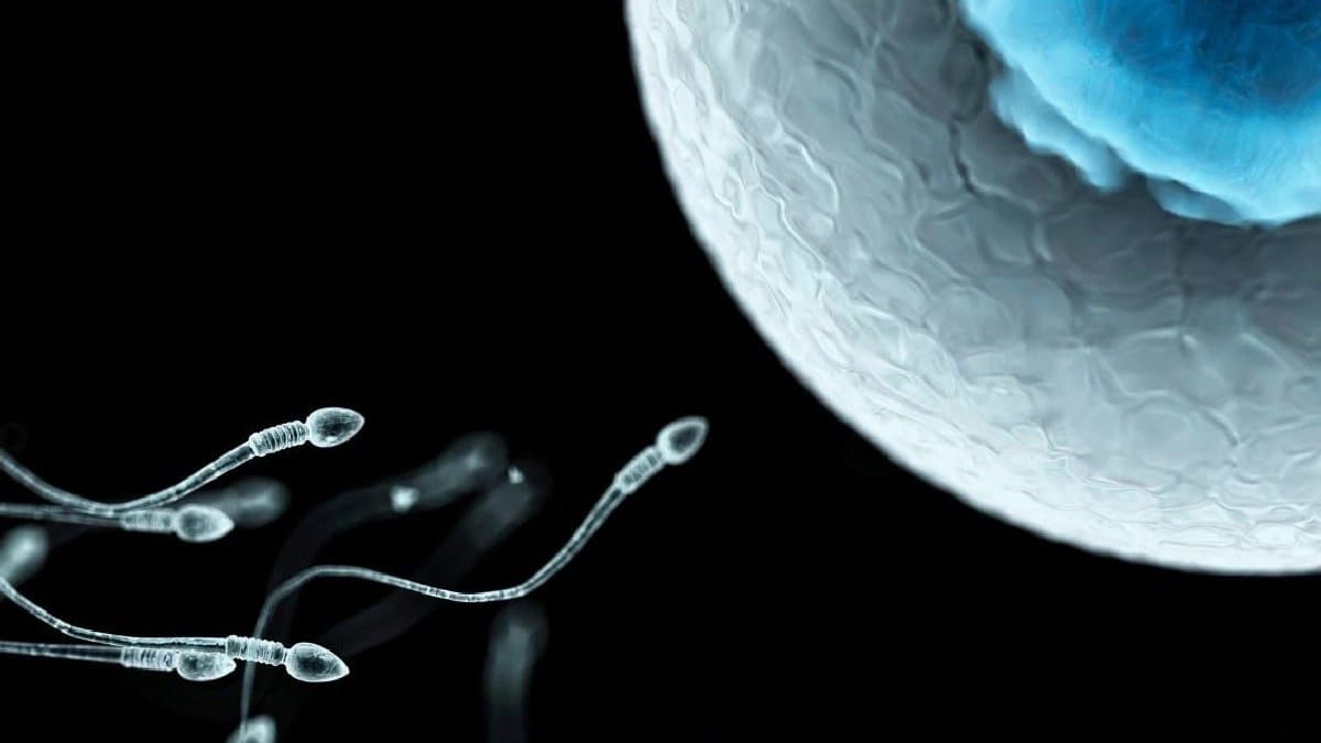 How to increase sperm count with food