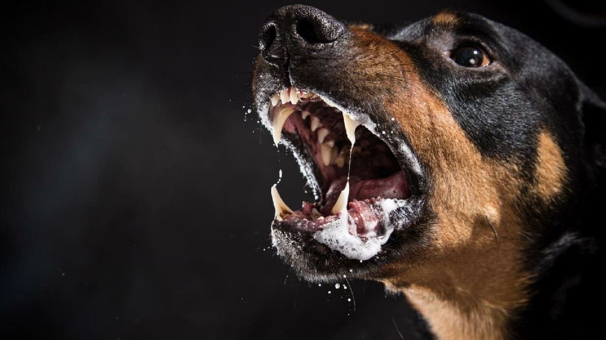 Pitbull and other dog breeds new pet owners should never buy